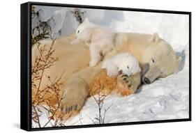 Cub Chewing on Mom‰Ûªs Paw-Howard Ruby-Framed Stretched Canvas