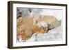 Cub Chewing on Mom‰Ûªs Paw-Howard Ruby-Framed Premium Photographic Print