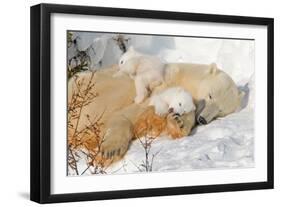 Cub Chewing on Mom‰Ûªs Paw-Howard Ruby-Framed Premium Photographic Print