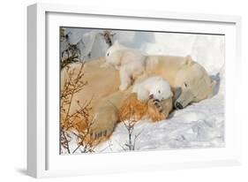 Cub Chewing on Mom‰Ûªs Paw-Howard Ruby-Framed Premium Photographic Print