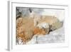 Cub Chewing on Mom‰Ûªs Paw-Howard Ruby-Framed Photographic Print