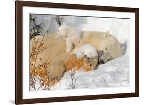 Cub Chewing on Mom‰Ûªs Paw-Howard Ruby-Framed Photographic Print