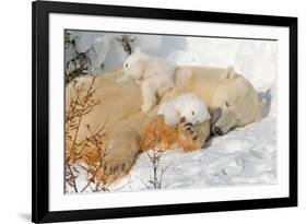 Cub Chewing on Mom‰Ûªs Paw-Howard Ruby-Framed Photographic Print