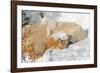 Cub Chewing on Mom‰Ûªs Paw-Howard Ruby-Framed Photographic Print