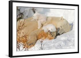 Cub Chewing on Mom‰Ûªs Paw-Howard Ruby-Framed Photographic Print