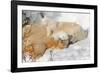 Cub Chewing on Mom‰Ûªs Paw-Howard Ruby-Framed Photographic Print