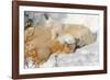 Cub Chewing on Mom‰Ûªs Paw-Howard Ruby-Framed Photographic Print