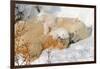 Cub Chewing on Mom‰Ûªs Paw-Howard Ruby-Framed Photographic Print