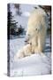 Cub Looking Up to Mother-Howard Ruby-Stretched Canvas