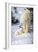 Cub Looking Up to Mother-Howard Ruby-Framed Photographic Print