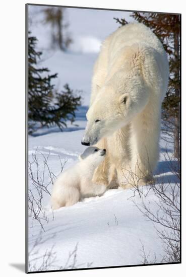 Cub Looking Up to Mother-Howard Ruby-Mounted Photographic Print