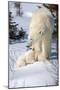 Cub Looking Up to Mother-Howard Ruby-Mounted Photographic Print
