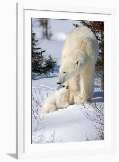 Cub Looking Up to Mother-Howard Ruby-Framed Photographic Print