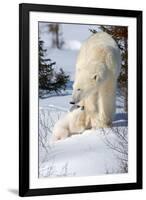 Cub Looking Up to Mother-Howard Ruby-Framed Photographic Print