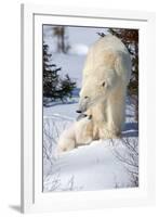 Cub Looking Up to Mother-Howard Ruby-Framed Photographic Print