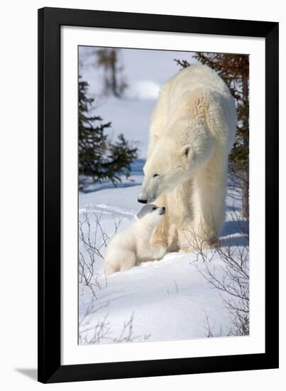 Cub Looking Up to Mother-Howard Ruby-Framed Photographic Print