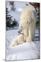 Cub Looking Up to Mother-Howard Ruby-Mounted Photographic Print