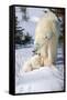 Cub Looking Up to Mother-Howard Ruby-Framed Stretched Canvas