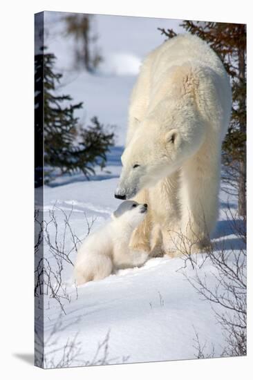 Cub Looking Up to Mother-Howard Ruby-Stretched Canvas