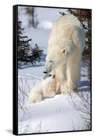 Cub Looking Up to Mother-Howard Ruby-Framed Stretched Canvas