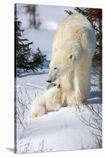 Cub Looking Up to Mother-Howard Ruby-Stretched Canvas