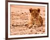 Cub, Mount Etjo, 2018-Eric Meyer-Framed Photographic Print