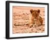 Cub, Mount Etjo, 2018-Eric Meyer-Framed Photographic Print