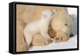 Cub Whispering to Mother-Howard Ruby-Framed Stretched Canvas