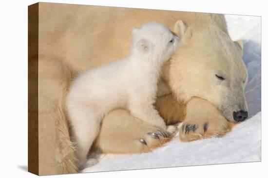 Cub Whispering to Mother-Howard Ruby-Stretched Canvas