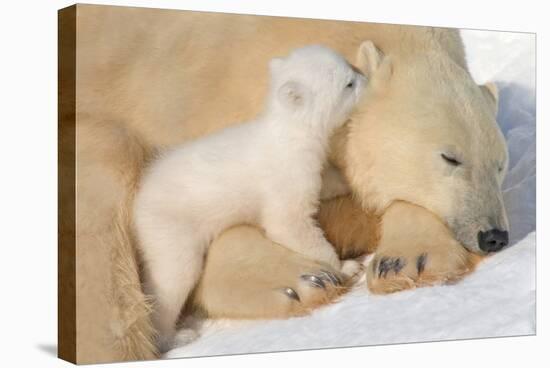 Cub Whispering to Mother-Howard Ruby-Stretched Canvas