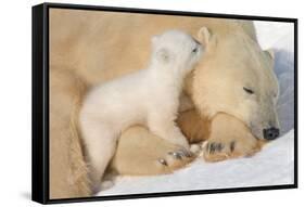 Cub Whispering to Mother-Howard Ruby-Framed Stretched Canvas