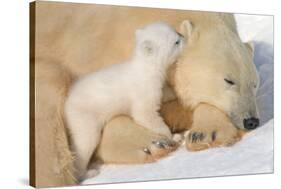 Cub Whispering to Mother-Howard Ruby-Stretched Canvas