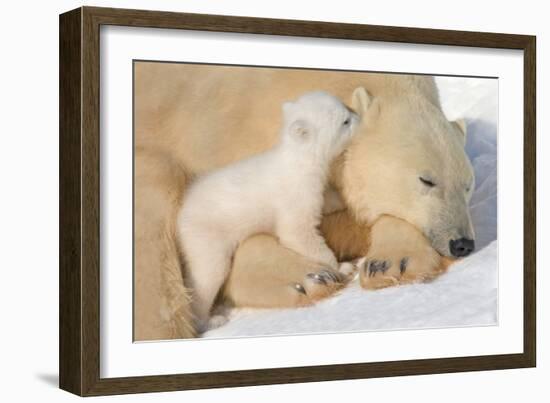 Cub Whispering to Mother-Howard Ruby-Framed Premium Photographic Print