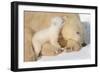 Cub Whispering to Mother-Howard Ruby-Framed Premium Photographic Print