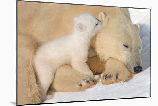 Cub Whispering to Mother-Howard Ruby-Mounted Premium Photographic Print