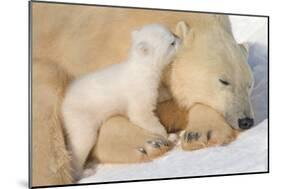 Cub Whispering to Mother-Howard Ruby-Mounted Premium Photographic Print