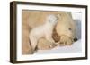 Cub Whispering to Mother-Howard Ruby-Framed Photographic Print