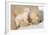 Cub Whispering to Mother-Howard Ruby-Framed Photographic Print