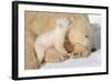 Cub Whispering to Mother-Howard Ruby-Framed Photographic Print