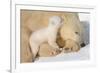 Cub Whispering to Mother-Howard Ruby-Framed Photographic Print