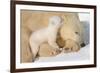 Cub Whispering to Mother-Howard Ruby-Framed Photographic Print