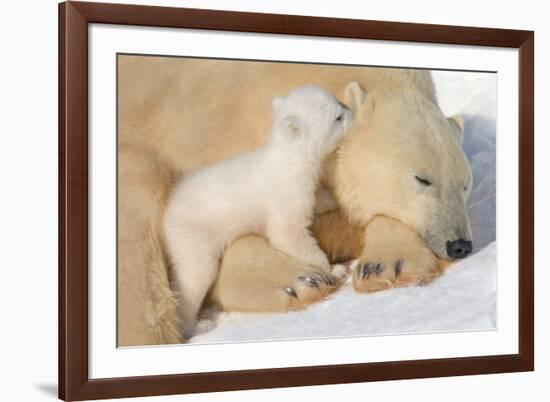 Cub Whispering to Mother-Howard Ruby-Framed Photographic Print