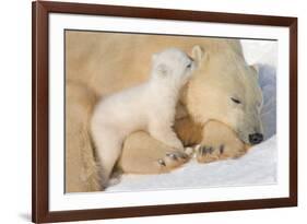 Cub Whispering to Mother-Howard Ruby-Framed Photographic Print