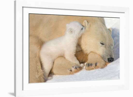 Cub Whispering to Mother-Howard Ruby-Framed Photographic Print