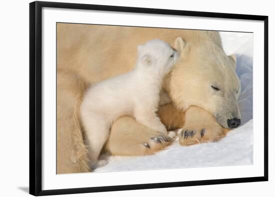 Cub Whispering to Mother-Howard Ruby-Framed Photographic Print