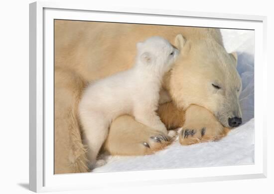 Cub Whispering to Mother-Howard Ruby-Framed Photographic Print