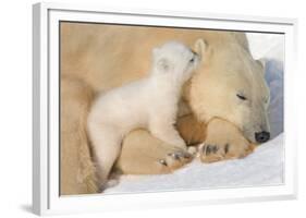 Cub Whispering to Mother-Howard Ruby-Framed Photographic Print