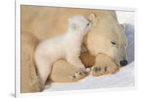 Cub Whispering to Mother-Howard Ruby-Framed Photographic Print