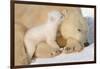 Cub Whispering to Mother-Howard Ruby-Framed Photographic Print