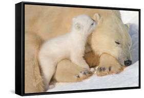 Cub Whispering to Mother-Howard Ruby-Framed Stretched Canvas